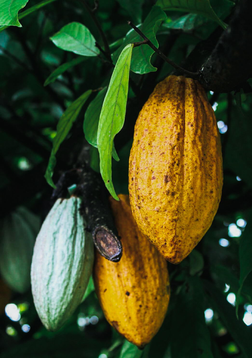 Biji-coklat_-cocoa_-Theobroma-Cacao-1